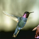 Animals & Idioms Hummingbird