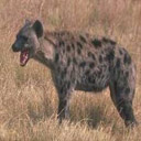 Animals & Idioms Hyena