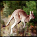 Animals & Idioms Kangaroo