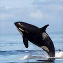 Animals & Idioms Killer%20whale