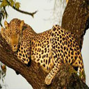 Animals & Idioms Leopard