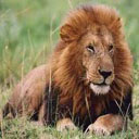 Animals & Idioms Lion