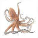 Animals & Idioms Octopus