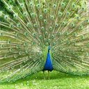 Animals & Idioms Peacock