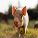Animals & Idioms Pig