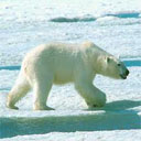Animals & Idioms Polar-bear