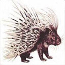 Animals & Idioms Porcupine