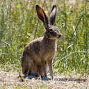 Animals & Idioms Rabbit