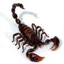 Animals & Idioms Scorpion