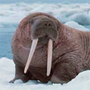 Animals & Idioms Walrus