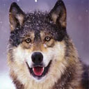 Animals & Idioms Wolf