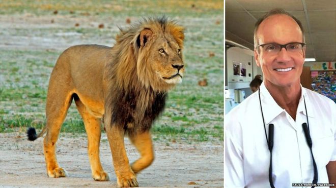 RIP CECIL, KILLED FOR SPORT BY A US DENTIST WITH A CROSSBOW _84542075_lioncomp