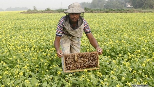 الوقود الحيوي يسبب تراجع عدد النحل في الولايات المتحدة 151206070315_bangla_bee_hive_640x360_focusbangla_nocredit