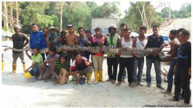 Ternura e inteligencia animal - Página 2 160411123546_python_640x360_malaysiacivildefencedepartment