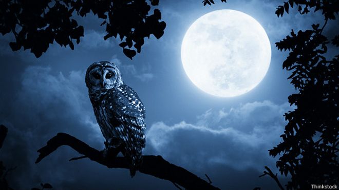 .......... 141117163407_mad_full_moon_owl_624x351_thinkstock