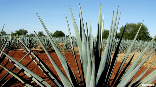 Cómo el agave del tequila mexicano puede tener la clave contra la osteoporosis 151002000752_agave_thinkstock_624_credito