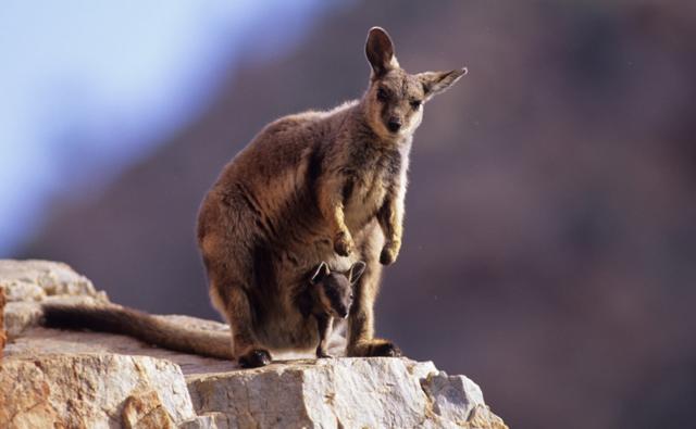 animal Martin du 27 Août trouvé par Martine Black-flanked_rock-wallaby_1