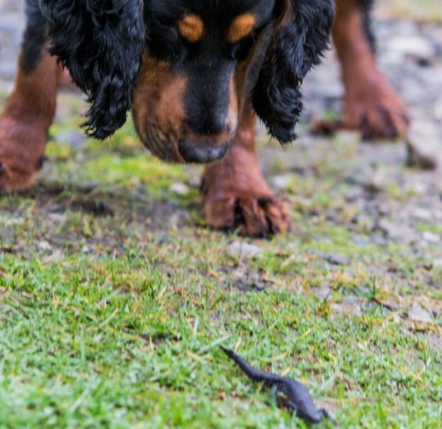 Another example of a dog's ability _89901301_rocky_newt