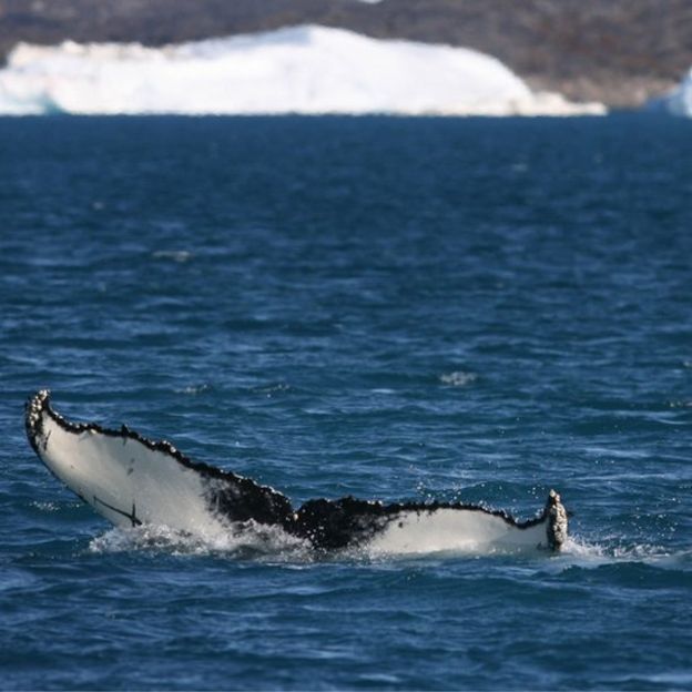 MISTERIOSO PITIDO EN MAR DE CANADÁ _92280112_gettyimages-76741174