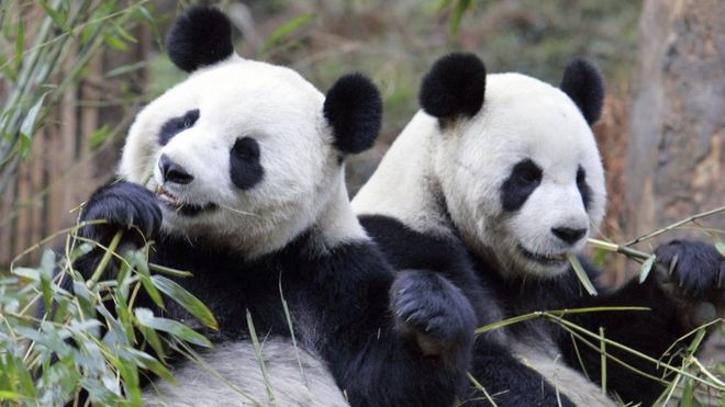 *** Panda News, Panda News *** _86526183_gettyimages-80816431