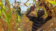 Los inodoros que ayudan a los haitianos a cultivar sus alimentos 140912201714_sp_haiti_vegetables_304x171_soil
