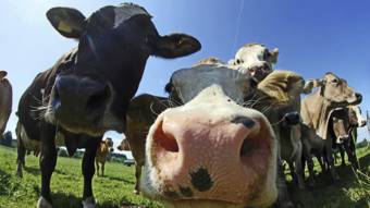 Las vacas que se ordeñan solas 150508005250_sp_vacas_640x360_thinkstock_nocredit