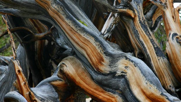 Por qué nunca vas a poder conocer el árbol más viejo del mundo 160502122539_ciencia_matusalen_arbol_mas_viejo_mundo_624x351_getty