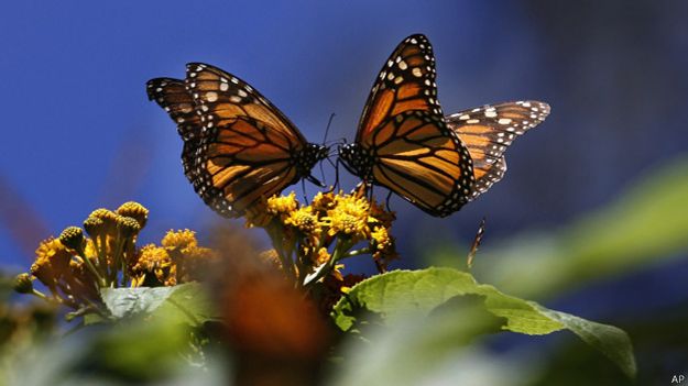 Aumenta migración de mariposas monarca a México 140923202814_monarch_butterflies_624x351_ap