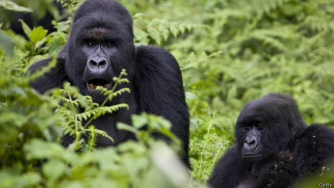 Posible extracción de petróleo aún amenaza a gran reserva natural africana 150314064636_virunga_624x351_getty