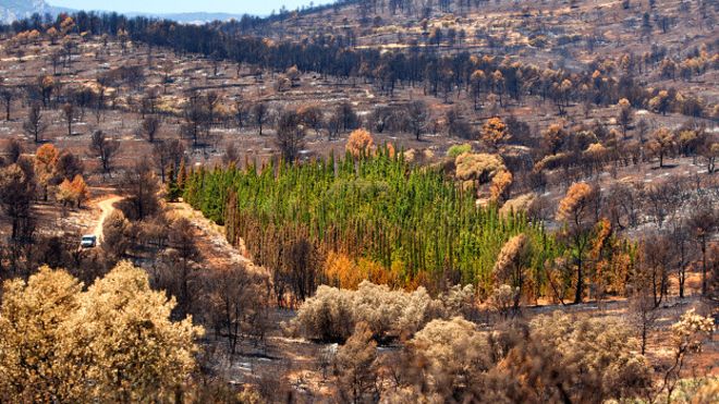 España: resuelven el enigma de los cipreses que resisten incendios 150827153812_cipres_1_624x351_gentilezabernabemoya_nocredit