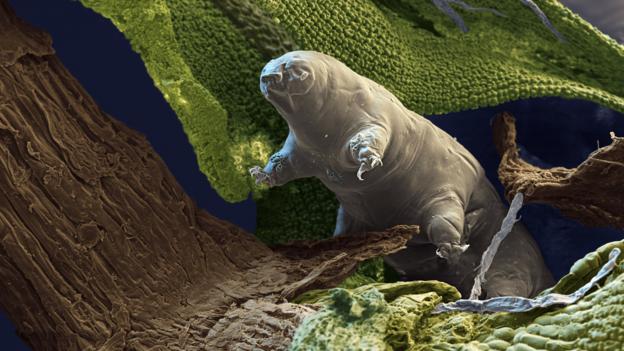 Tardigrade  extremophile with superpowers P02lwt03