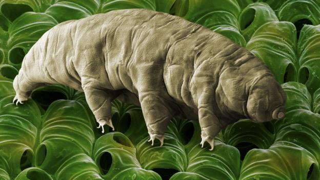 Tardigrade  extremophile with superpowers P02lwt1x