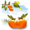 [Icons] PNG Fruits-Persimmon-icon