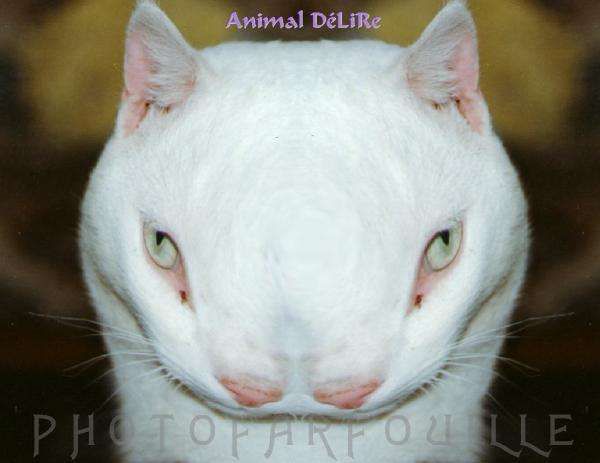 Alistielle, ambassadrice d'Entre Brumes... Chat-blanc-mutant