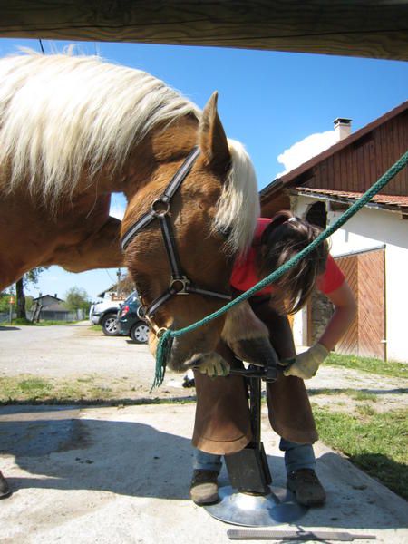 Chevaux pieds nus... effet de mode ou relle amlioration ? Enzo-au-parage