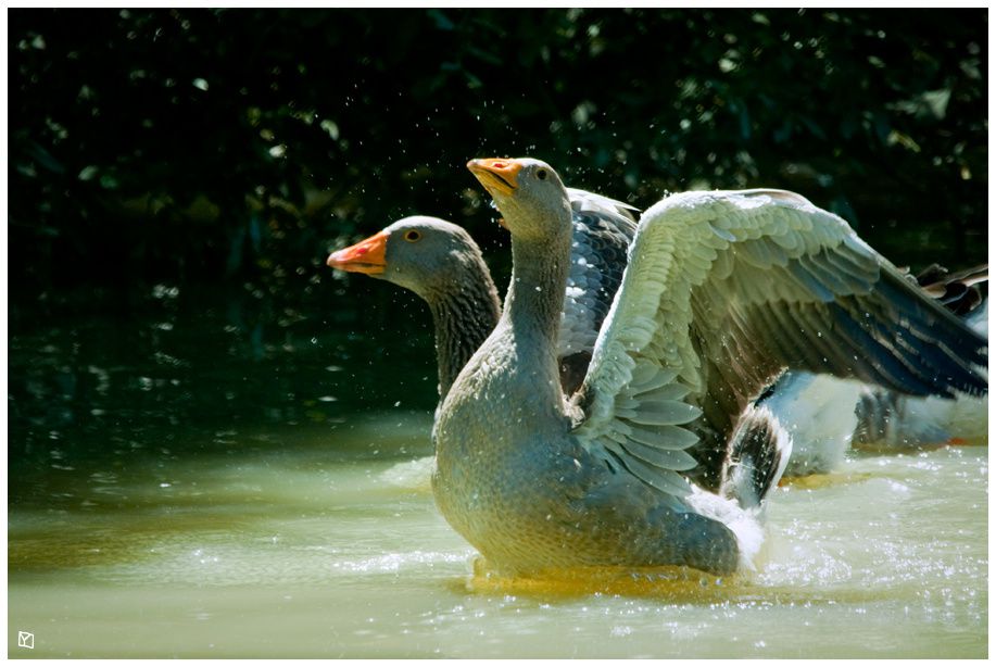 Mes premiers oiseaux - Parc ornithologique Anim3