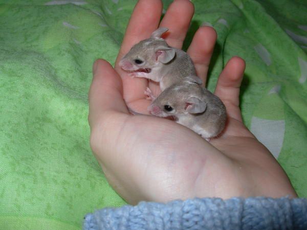 Bébés spéciaux!!! (nouvelles photos!) Biboux-neuneuses-_1_