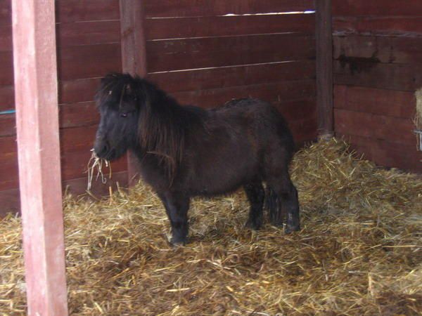 nos poney Falabella