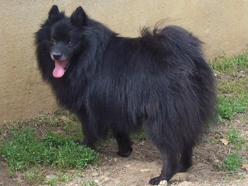 mikado chowchow 10 ans ( 91) Jaffar