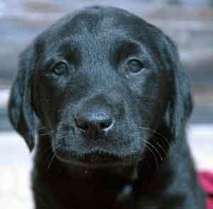 Chambre des labradors noirs- 5/5 PLACES LIBRES. Victorbaby2