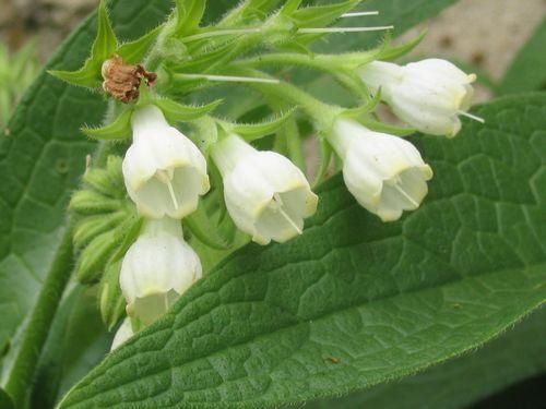 جمالية الزهور البيضاء  Fleurs-de-consoude-blanches