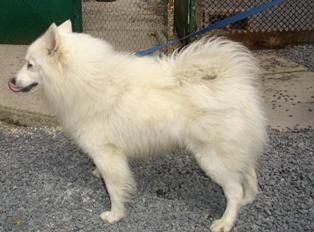 BENTON spitz blanc ( moyen ) mle 10 ans (douai) Bentonspitz2