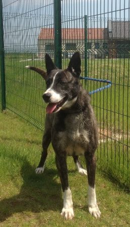 Odyssey mâle croisé husky de 4 ans REFU59 ADOPTE 11-x-husky-2