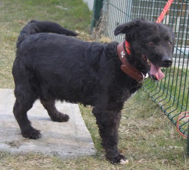  FILOU (ex CHICO) - x epagneul 7 ans - de SAPAD à Goeulzin/Douai (59) - en F.A. sous association les loulous de coco dpt 51 Chico-002039