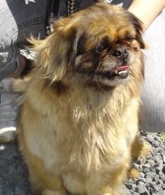 Nickie, jolie pki de 9 ans ( 59) adoption en cours Nickie