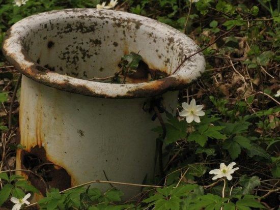 Un pot pourri de plantes et fleurs actuelles dans ma meuson Amour-impossible-bazeilles