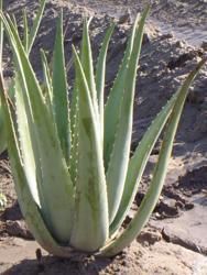 Qu'est ce que l'aloé véra ? Aloevera2