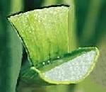 Qu'est ce que l'aloé véra ? Aloevera3