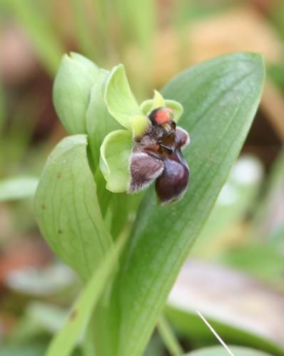 Ophrys bombyliflora ( Ophrys bombyx ) 2009.02.10-016