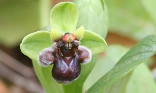 Ophrys bombyliflora ( Ophrys bombyx ) 2009.02.10-023